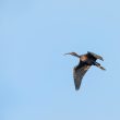 Ibis falcinelle en Loire-Atlantique